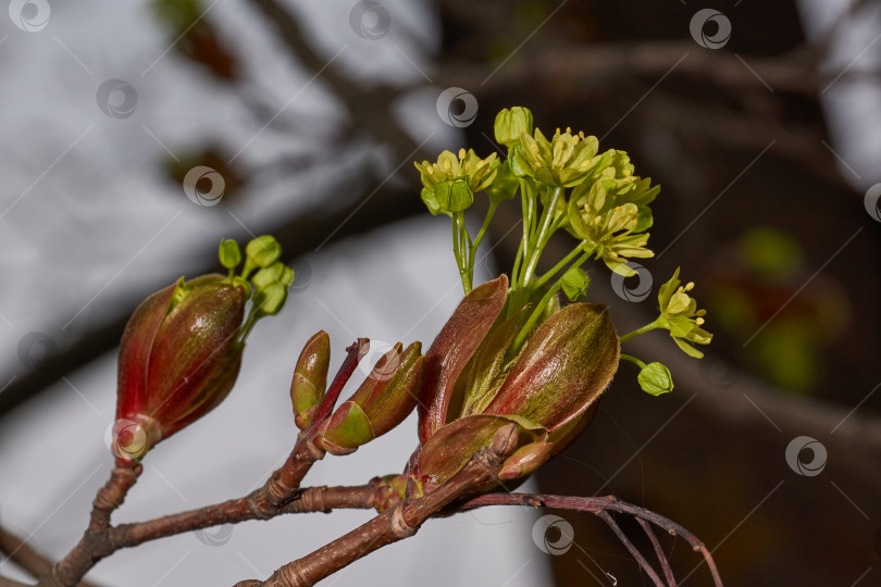 Скачать Распускаются цветочные почки остролистного клена (лат. Acer platanoides). фотосток Ozero