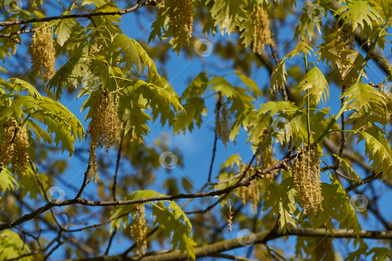 Скачать Красный дуб (лат. Quercus rubra) цветет, распускаются соцветия. фотосток Ozero