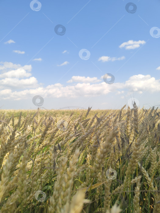 Скачать Золотое пшеничное поле под голубым небом, летний сельскохозяйственный фон, обои сельская природа фотосток Ozero