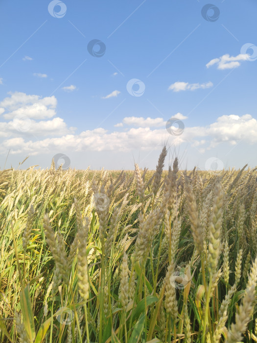 Скачать Золотое пшеничное поле под голубым небом, летний сельскохозяйственный фон, обои сельская природа фотосток Ozero