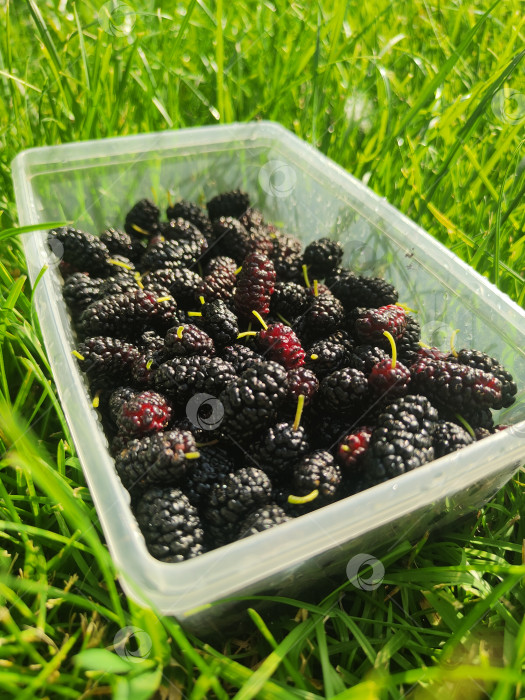 Скачать Свежая шелковица в пластиковом контейнере на фоне зеленой травы, летний урожай, обои из органических фруктов фотосток Ozero