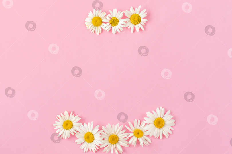 Скачать белая маргаритка на розовом бумажном фоне. место для текста. летние открытки. свадебные открытки фотосток Ozero