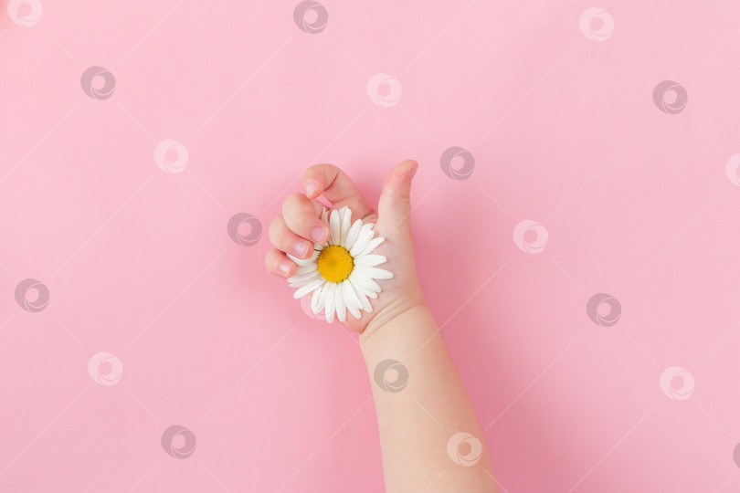 Скачать Детская рука держит маленькую маргаритку на розовом фоне. Детская рука. пространство для текста фотосток Ozero