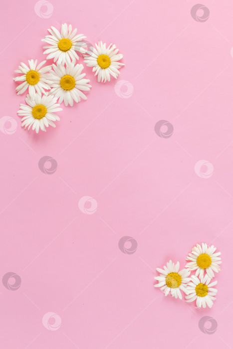 Скачать Красивая белая ромашка, цветы маргаритки на бледно-розовом фоне. Концепция праздника, свадьбы, дня рождения, юбилея. Плоское расположение, вид сверху на пространство для копирования. Минимальная концепция фотосток Ozero