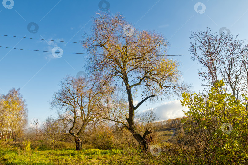 Скачать Большое дерево в деревне осенью фотосток Ozero