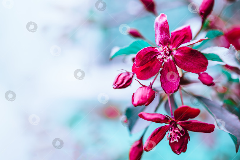 Скачать Цветущие розовые ветви яблони весной фотосток Ozero