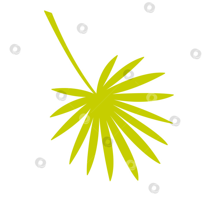 Скачать Тропический лист. Цветная векторная иллюстрация, нарисованная от руки, для ваших проектов. фотосток Ozero