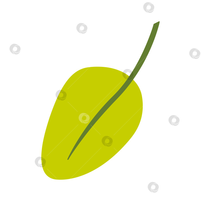 Скачать Пальмовый лист овальной формы. Цветная векторная иллюстрация, нарисованная от руки, для ваших проектов. фотосток Ozero