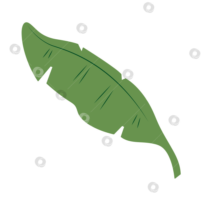 Скачать Один пальмовый лист. Цветная векторная иллюстрация, нарисованная от руки, для ваших проектов. фотосток Ozero