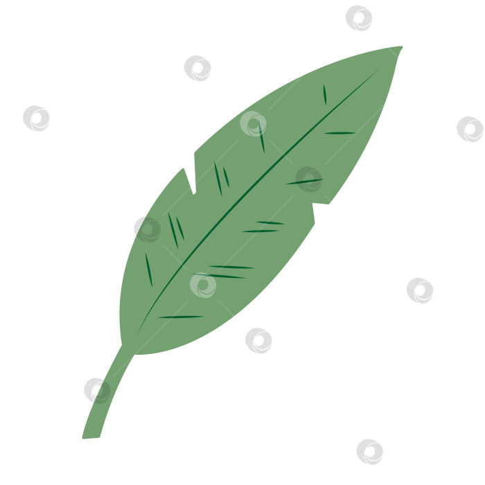 Скачать Тропический лист в форме пера. Цветная векторная иллюстрация, нарисованная от руки, для ваших проектов. фотосток Ozero