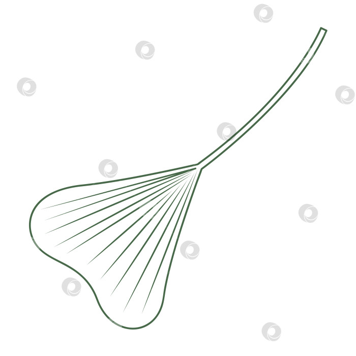 Скачать Пальмовый лист с длинным черешком. Цветная векторная иллюстрация, нарисованная от руки, для ваших проектов. фотосток Ozero