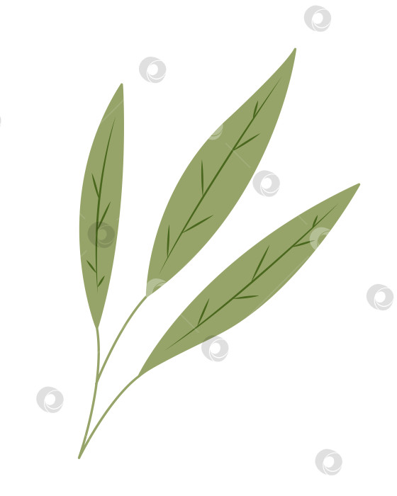 Скачать Пальмовая ветвь с тремя листьями. Цветная векторная иллюстрация, нарисованная от руки, для ваших проектов. фотосток Ozero