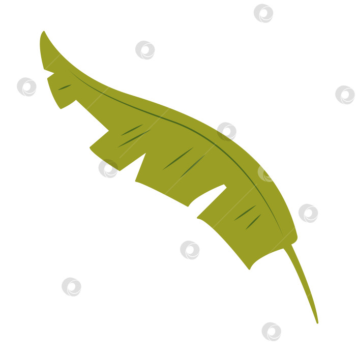 Скачать Тропический лист сбоку. Цветная векторная иллюстрация, нарисованная от руки, для ваших проектов. фотосток Ozero