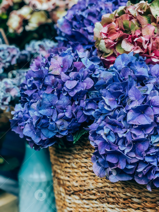 Скачать Цветы гортензии на французском рынке фотосток Ozero
