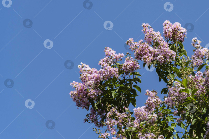 Скачать Цветение мирта обыкновенного (Lagerstroemia indica) розовыми цветами в городском ландшафтном парке "Краснодар" или "Галицкий парк". Крупный план. Соцветия розовых цветов на фоне голубого июльского неба.Лето 2021 фотосток Ozero