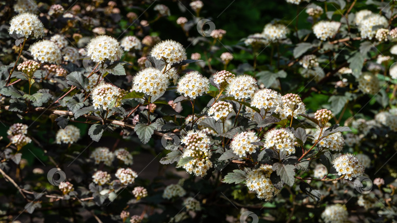 Скачать Physocarpus opulifolius diabolo или Девятилистник с фиолетовыми листьями на размытом темном фоне. Выборочный фокус. Крупный план белых цветов и фиолетовых листьев. Концепция дизайна, основанная на природе. фотосток Ozero
