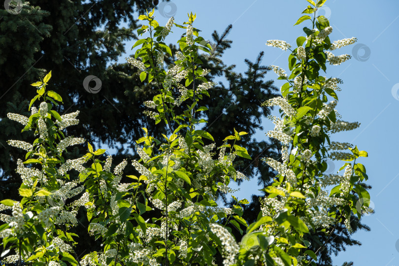 Скачать Цветущее дерево Prunus padus "Сибирская красавица" в весеннем ландшафтном саду. Белые цветы цветущей черемухи или первомайского дерева на размытом фоне ветвей голубой рождественской елки. фотосток Ozero