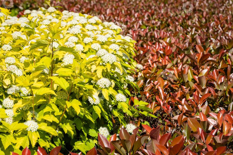 Скачать Красивые красные листья кустарника Photinia fraseri 'Red Robin' и физокарпуса широколистного (Physocarpus opulifolius Nugget) с золотистыми листьями на клумбах.  Французский сад. Городской парк Краснодара. Весна 2021. фотосток Ozero