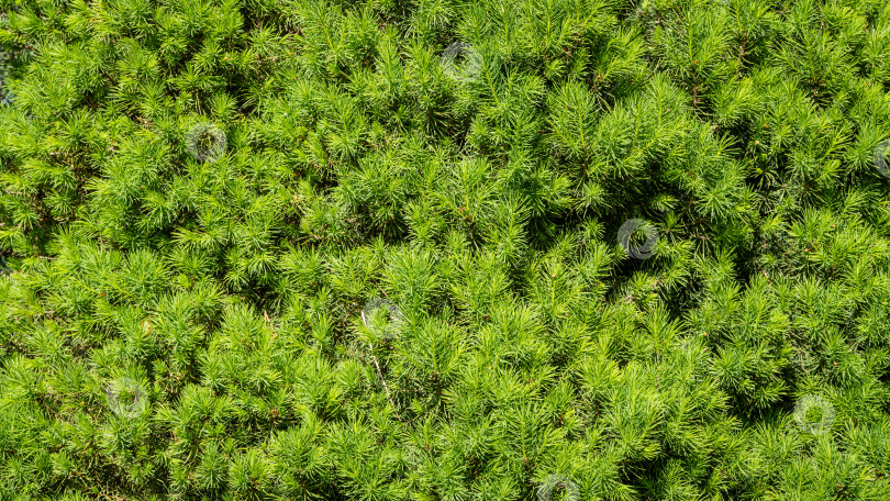Скачать Канадская ель Picea glauca Conica в вечнозеленом ландшафтном саду. Ярко-зеленые молодые иголочки на ветвях канадской рождественской елки. Крупный план. Концепция дизайна - природа.Текстура в качестве фона. фотосток Ozero