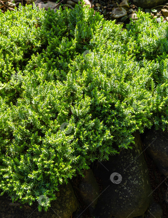Скачать Оригинальный стелющийся можжевельник Nana Procumbens на фоне камней на берегу пруда. Крупный план. Выборочный фокус. Природная концепция дизайна. Текстура можжевельника в качестве фона. фотосток Ozero
