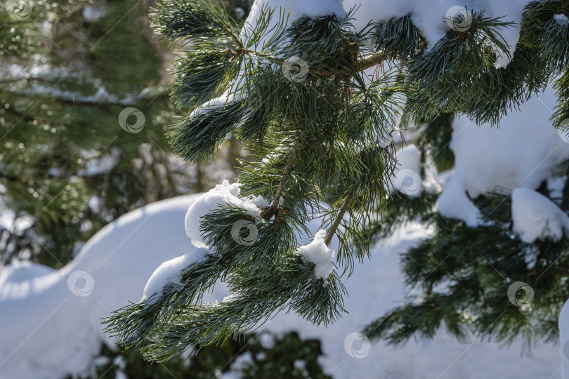 Скачать Снег на зеленых и серебристых иголках сосны Pinus parviflora Glauca. Размытый светло-зеленый фон. Выборочный фокус. Крупный план. Зимняя сказка в вечнозеленом ландшафтном саду. Природная концепция дизайна. фотосток Ozero