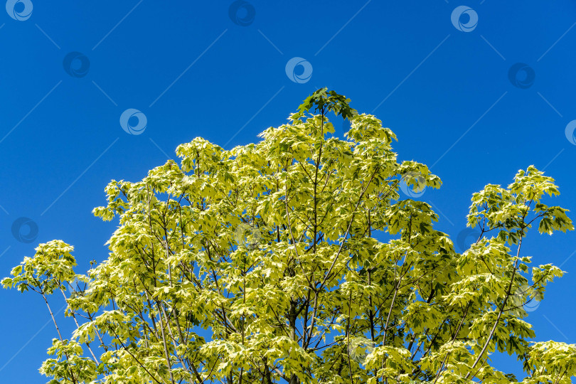 Скачать Клен остролистный 'Drummondii' - Acer platanoides Variegata (Клен остролистный) в городском ландшафтном парке Краснодара или Галицкого. Крупный план листьев на фоне голубого весеннего неба. Природная концепция дизайна фотосток Ozero