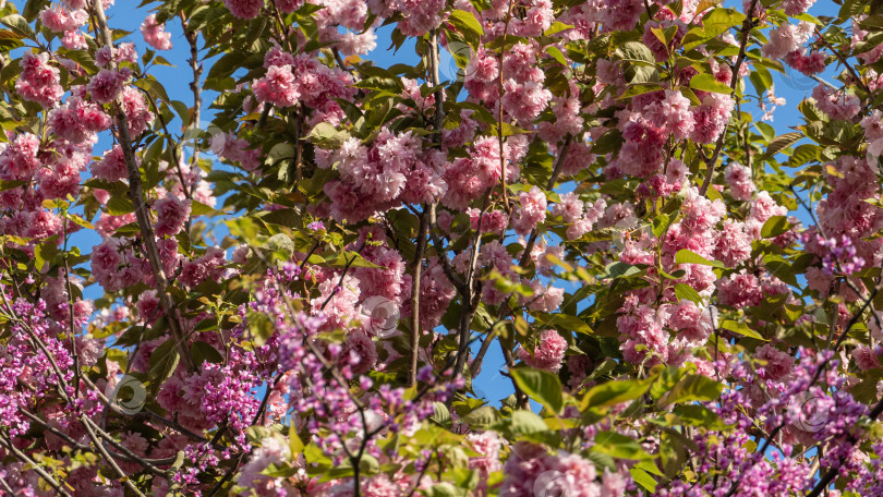 Скачать Цветущее дерево Канзан (Prunus serrulata) в ландшафтном саду. Крупный план. Веточка Канзана (Prunus serrulata) с розовыми цветами на фоне голубого неба. Цветы японской вишни. Выборочный обзор фотосток Ozero