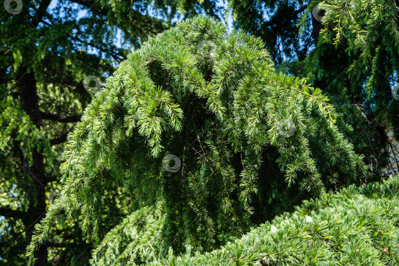 Скачать Молодая ярко-зеленая хвоя гималайского кедра (Cedrus Deodara, Деодар), растущего на набережной курортного города Адлер. Крупный план. Черное море. Размытый фон. Выборочный фокус. Адлер. Сочи. фотосток Ozero