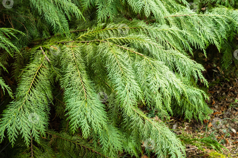 Скачать Кипарис Лоусона Chamaecyparis lawsoniana в Адлерском дендрарии "Южные культуры". Ветка кипариса Лоусона с зелеными резными листьями на размытом фоне. Выборочный фокус. Крупный план. Адлер, Сириус, Сочи фотосток Ozero
