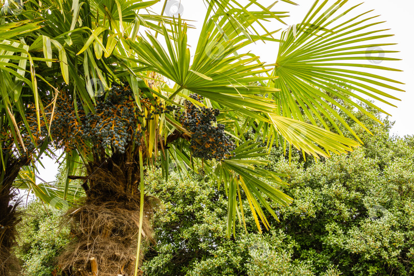 Скачать Китайская пальма, китайская ветряная мельница (Trachycarpus fortunei) или Чусанская пальма в весеннем парке-дендрарии "Южные культуры". Спелые синие плоды на пальме. Крупный план. Весна. Сириус (Адлер) Сочи. фотосток Ozero