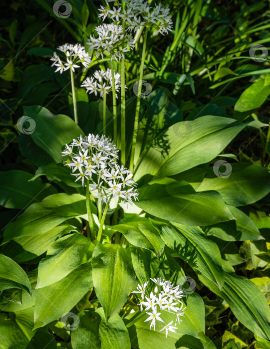 Скачать Белые ароматные очень мелкие цветочки дикого чеснока (Allium ursinum) или черемши на размытом фоне зеленой травы. Выборочный фокус. Крупный план. Чеснок черемша широколистная или медвежий чеснок фотосток Ozero