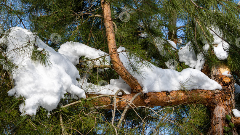 Скачать Сломанный ствол пицундской сосны (Pinus brutia pityusa), разновидности калабрийской или турецкой сосны (Pinus brutia) на фоне голубого зимнего неба. На ветвях сосны лежит снег. Новые стволы растут вертикально фотосток Ozero