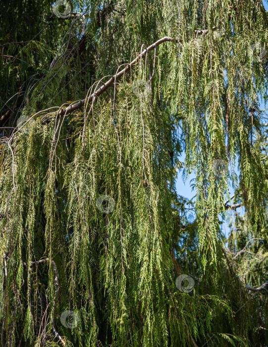 Скачать Красивая ветвь плакучего кипариса Нутка (Cupressus nootkatensis Pendula) на размытом фоне. Выборочный фокус. Крупный план. Вечнозеленое хвойное дерево (Chamaecyparis или Xanthocyparis nootkatensis). Адлер фотосток Ozero