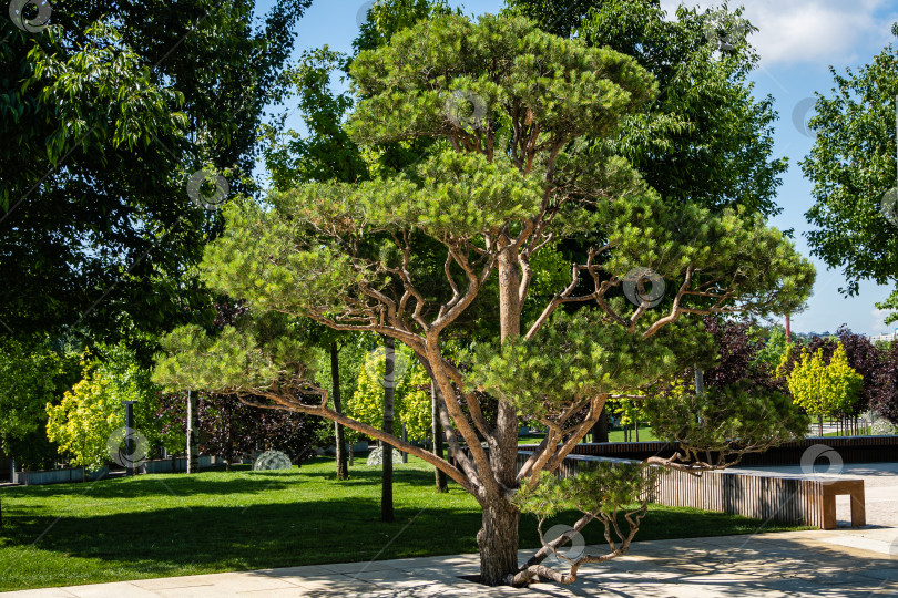 Скачать Красивая сосна-бонсай (Pinus sylvestris) с пышной хвоей на фоне голубого летнего неба. Крупный план. безлюдно. Городской парк "Краснодар" или парк Галицкого. Солнечный летний день 2021 года. фотосток Ozero