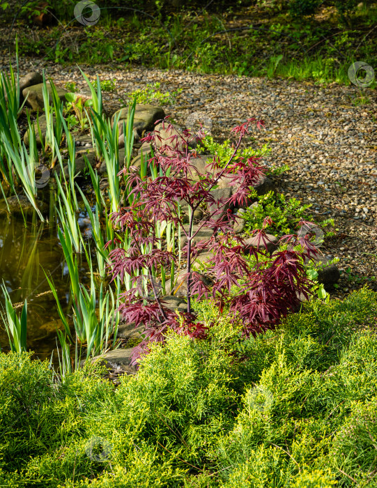 Скачать Японский клен Acer palmatum Atropurpureum на берегу ландшафтного пруда. Молодые резные красные листья на размытом фоне. выборочный фокус. Весенний пейзаж, свежие обои, концепция фона на природе фотосток Ozero