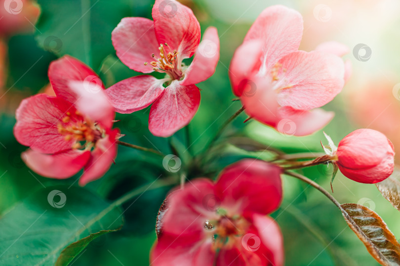 Скачать Цветущие розовые ветви яблони весной фотосток Ozero