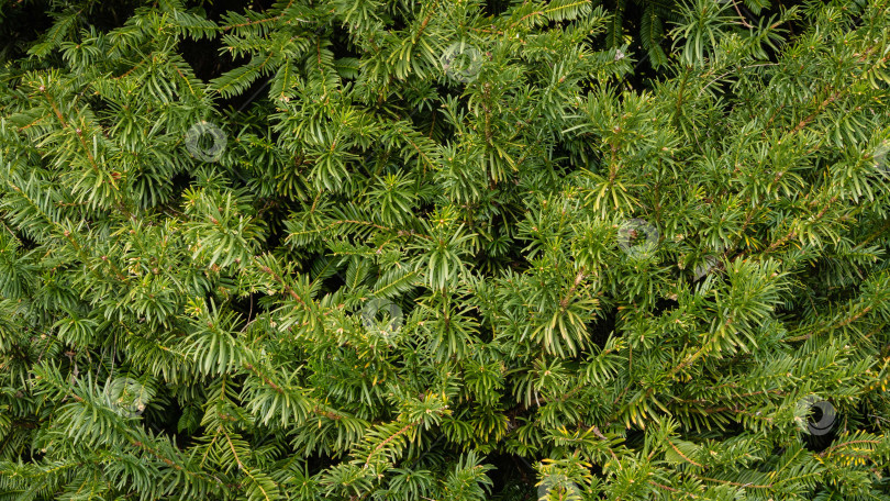 Скачать Cephalotaxus Harringtonii Drupacea fastigiata depressa, известный как японский сливовый тис, головоногий тис Харрингтона или сосна коровий хвост. Адлерский дендрарий "Южные культуры". Сириус (Адлер) Сочи. фотосток Ozero