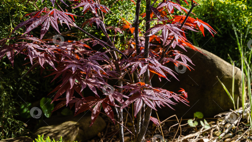 Скачать Японский клен Acer palmatum Atropurpureum на берегу ландшафтного пруда. Молодые резные красные листья на размытом фоне. выборочный фокус. Весенний пейзаж, свежие обои, концепция фона на природе фотосток Ozero