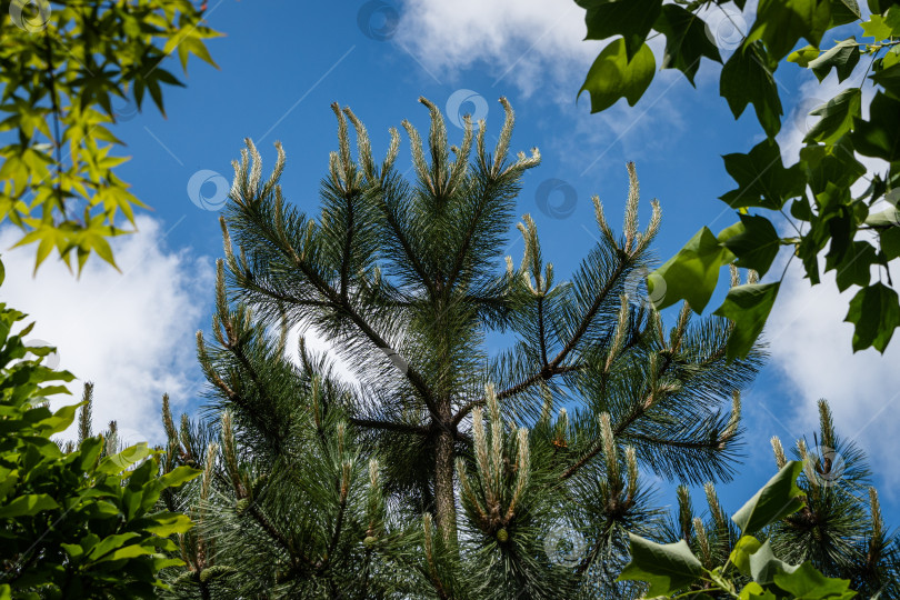 Скачать Сосна австрийская или черная сосна (Pinus nigra) с молодыми побегами, окруженная лириодендроном и ликвидамбаром. Молодые побеги на фоне голубого неба с белыми облаками. Крупный план. Пейзаж для любых обоев. фотосток Ozero