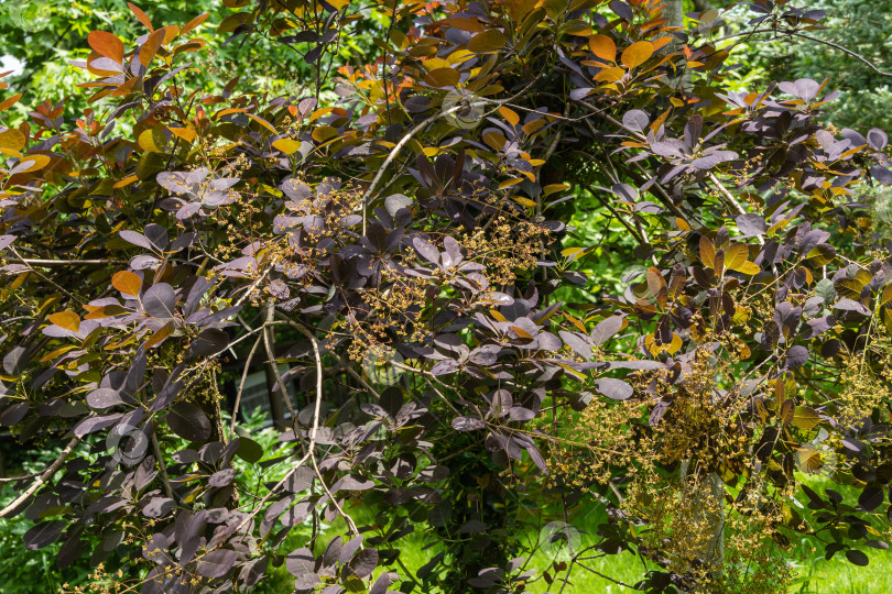 Скачать Цветущее дерево Cotinus coggygria Royal Purple (Rhus cotinus, европейское дымчатое дерево). Изящные крошечные цветки Cotinus coggygria Royal Purple на размытом фоне. Выборочный фокус. Весенний сад. фотосток Ozero