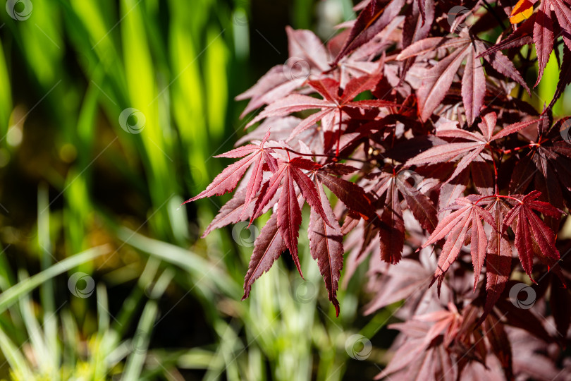 Скачать Японский клен Acer palmatum Atropurpureum на берегу красивого садового пруда. Молодые красные листья на размытом фоне листьев болотного ириса. Весенний ландшафтный сад. Концепция дизайна - природа. фотосток Ozero
