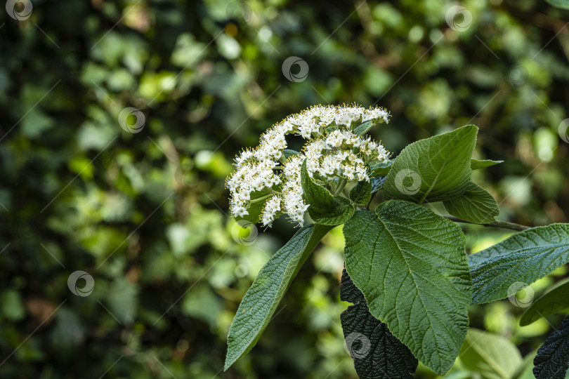 Скачать Куст цветущей калины кожистой (Viburnum rhytidophyllum Alleghany) на размытом фоне. Выборочный фокус. Крупный план. Соцветия с белыми цветами на ветке калины кожистой. фотосток Ozero