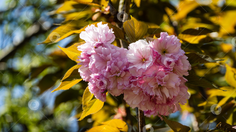 Скачать Дерево черноплодной рябины (Prunus serrulata). Веточка черноплодной рябины (Prunus serrulata) с розовыми цветами на размытом фоне красивой желтой листвы. Выборочный фокус. Крупный план. Японская вишня. фотосток Ozero