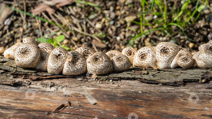 Скачать Lentinus tigrinus на спиленном стволе старой яблони. Размытый фон. Выборочный фокус. Белые грибы с коричневыми шляпками из семейства многоножковых. Съедобные грибы в их естественной среде обитания в саду. фотосток Ozero