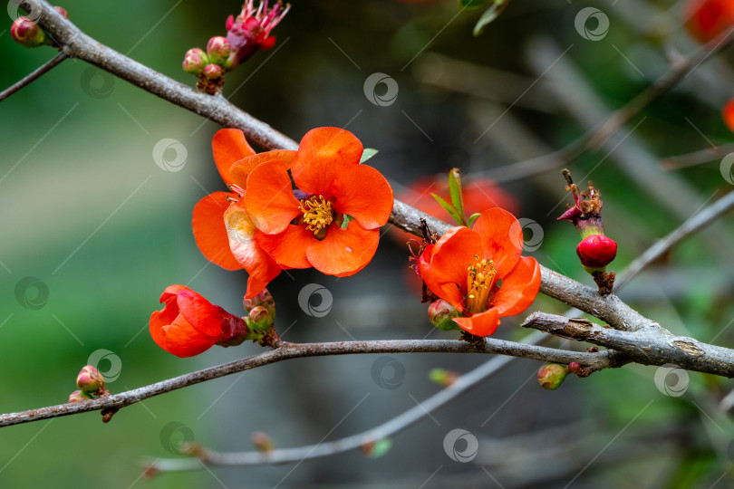 Скачать Цветущая японская айва (Chaenomeles japonica) на размытом зеленом фоне. Выборочный фокус. Крупным планом красные цветы айвы. Дендрарий парка "Южные культуры". Крупный план. Весна. Сириус (Адлер) Сочи. фотосток Ozero