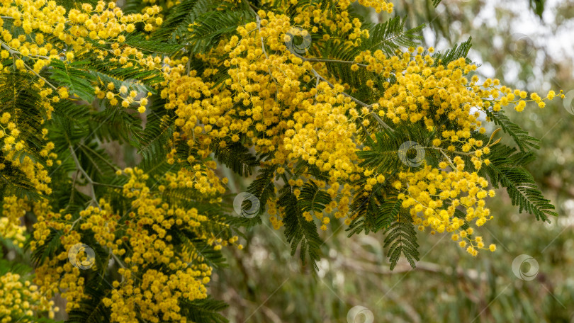 Скачать Мимоза Acacia dealbata (серебристая или голубая акация) в Адлерском дендрарии "Южные культуры". Желтые пушистые цветы на размытом фоне листьев эвкалипта. Выборочный фокус. Весна в Сочи. фотосток Ozero