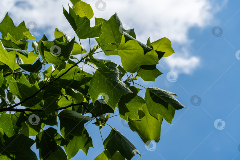 Скачать Молодые ярко-зеленые листья тюльпанного дерева (Liriodendron tulipifera), называемого тюльпанным деревом, американским тополем или тюльпановым тополем-тюльпановником, на фоне бело-голубого весеннего неба. Выборочный обзор. Есть место для текста фотосток Ozero