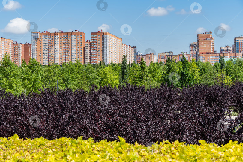 Скачать Prunus cerasifera 'Nigra' (Черная вишня или чернослив 'Pissardii Nigra') с фиолетовыми листьями на фоне высотных зданий и голубого неба. Размытый передний план. фотосток Ozero