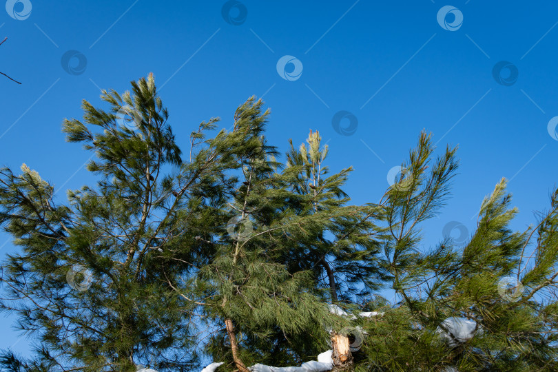 Скачать Сломанный ствол пицундской сосны (Pinus brutia pityusa), разновидности калабрийской или турецкой сосны (Pinus brutia) на фоне голубого зимнего неба. На ветвях сосны лежит снег. Новые стволы растут вертикально фотосток Ozero