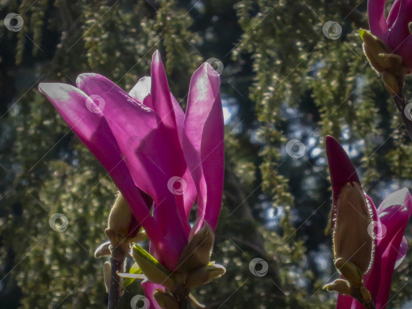 Скачать Крупный розовый цветок магнолии Сьюзен (Magnolia liliiflora x Magnolia stellata) в ясный солнечный день. Выборочный фокус. фотосток Ozero